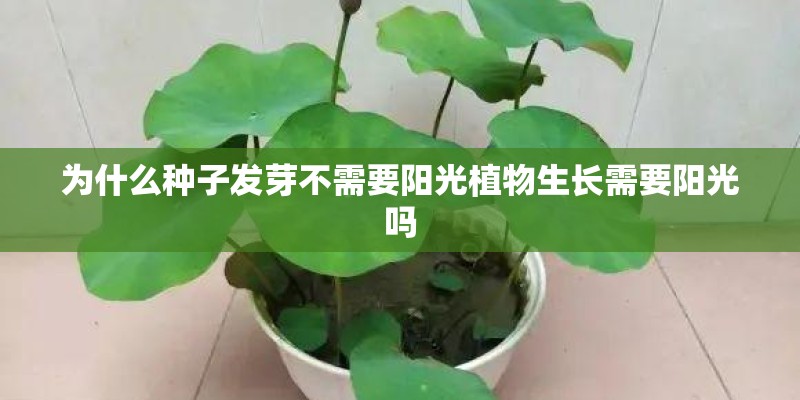 为什么种子发芽不需要阳光植物生长需要阳光吗