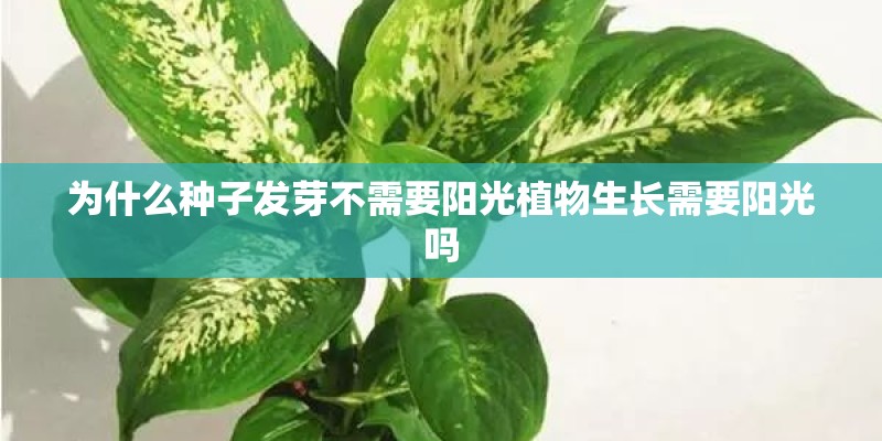 为什么种子发芽不需要阳光植物生长需要阳光吗