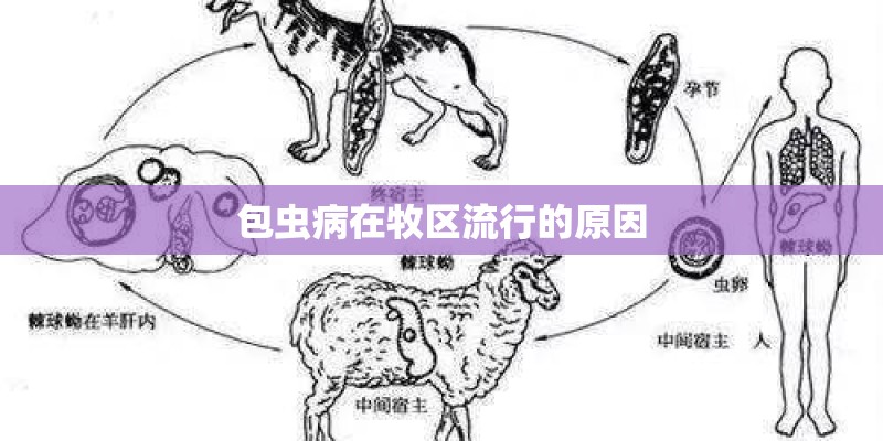 包虫病在牧区流行的原因