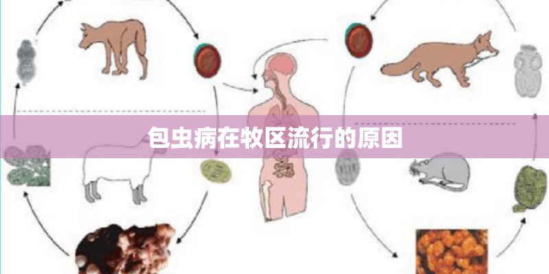 包虫病在牧区流行的原因