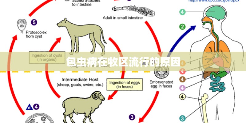 包虫病在牧区流行的原因
