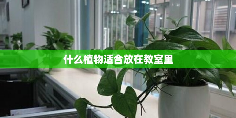 什么植物适合放在教室里