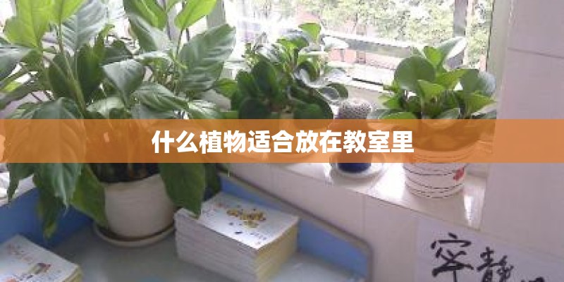 什么植物适合放在教室里