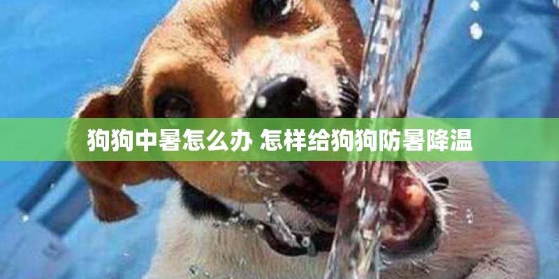 狗狗中暑怎么办 怎样给狗狗防暑降温