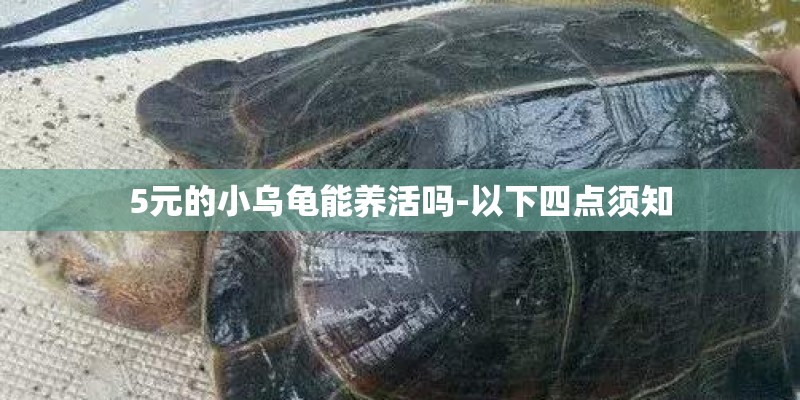 5元的小乌龟能养活吗-以下四点须知