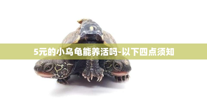5元的小乌龟能养活吗-以下四点须知