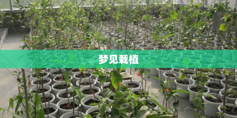 梦见栽植