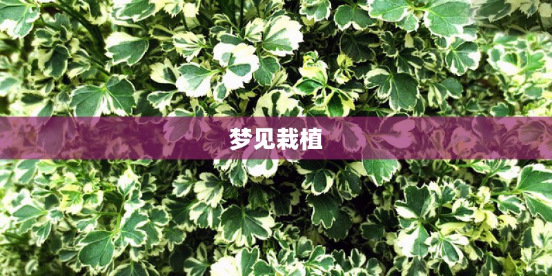 梦见栽植