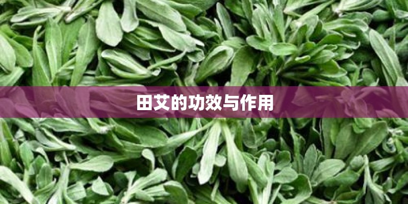 田艾的功效与作用