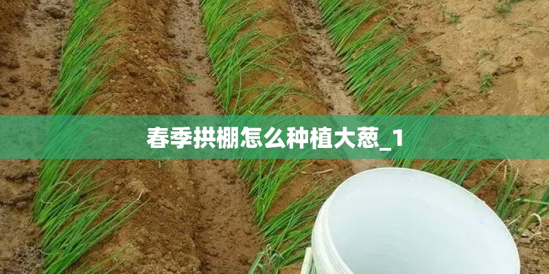 春季拱棚怎么种植大葱_1