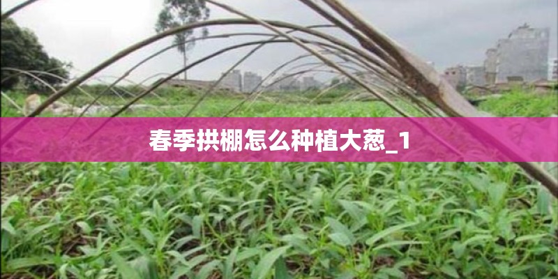 春季拱棚怎么种植大葱_1