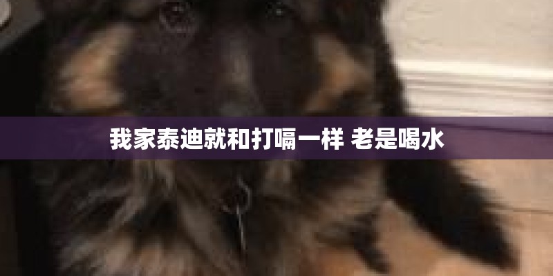 我家泰迪就和打嗝一样 老是喝水