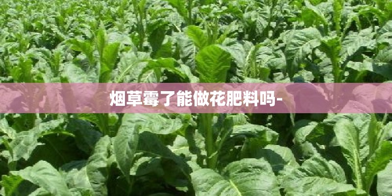 烟草霉了能做花肥料吗-