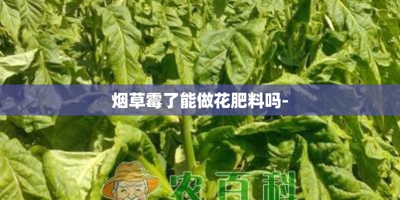 烟草霉了能做花肥料吗-