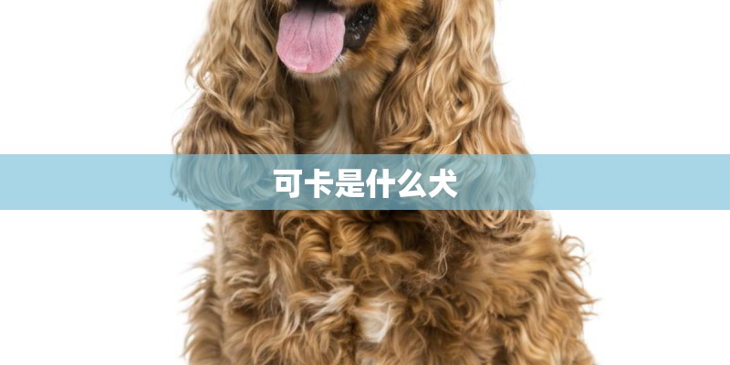 可卡是什么犬