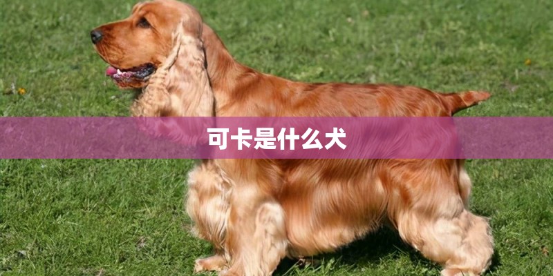 可卡是什么犬