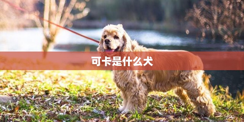 可卡是什么犬