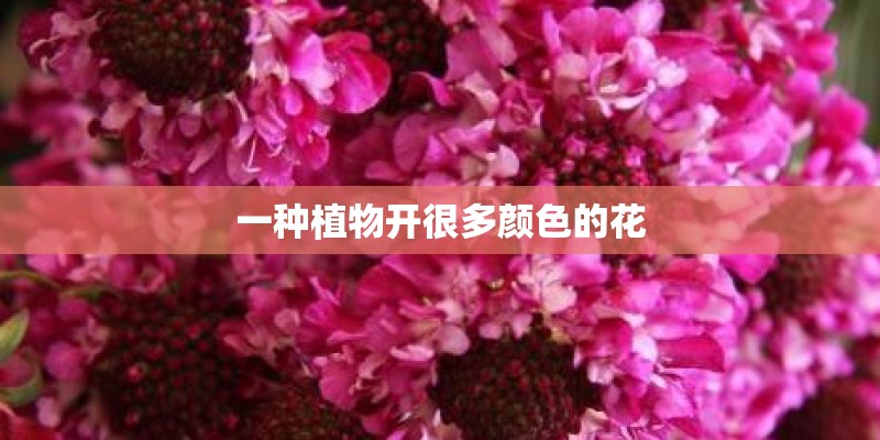 一种植物开很多颜色的花