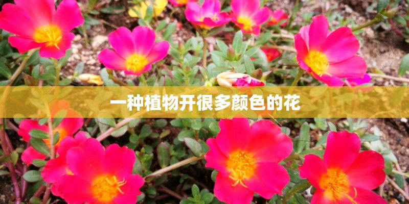 一种植物开很多颜色的花