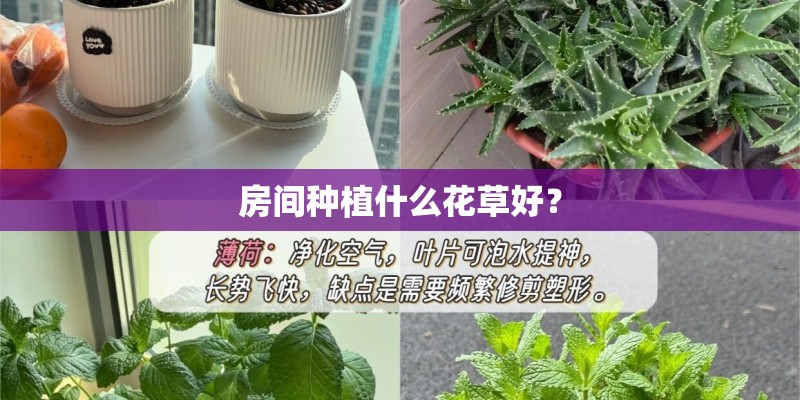 房间种植什么花草好？
