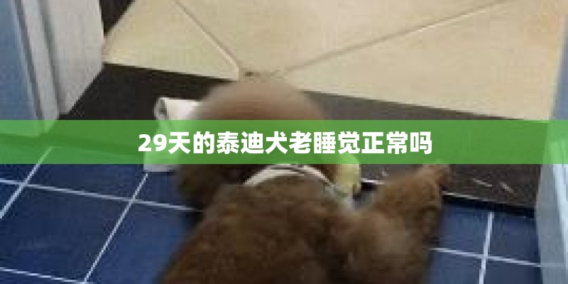 29天的泰迪犬老睡觉正常吗