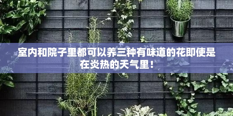 室内和院子里都可以养三种有味道的花即使是在炎热的天气里！