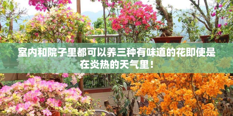 室内和院子里都可以养三种有味道的花即使是在炎热的天气里！