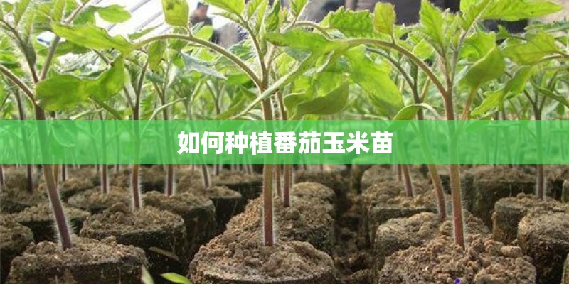 如何种植番茄玉米苗