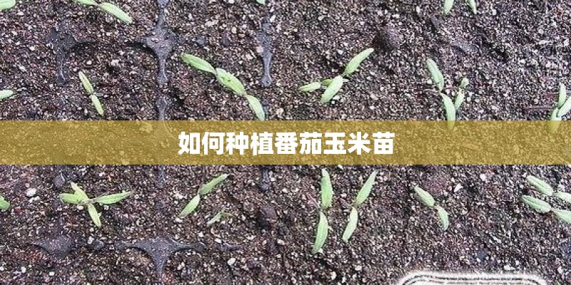 如何种植番茄玉米苗