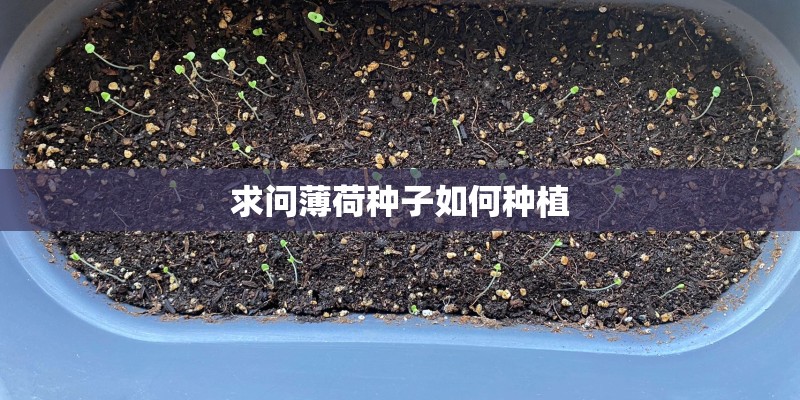 求问薄荷种子如何种植
