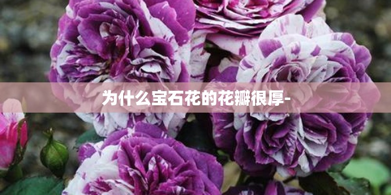 为什么宝石花的花瓣很厚-