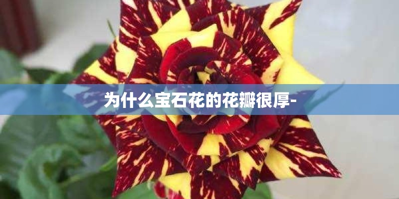 为什么宝石花的花瓣很厚-