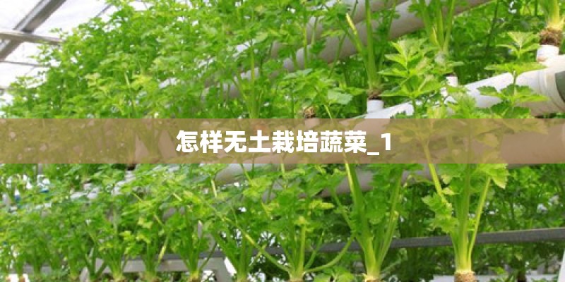 怎样无土栽培蔬菜_1