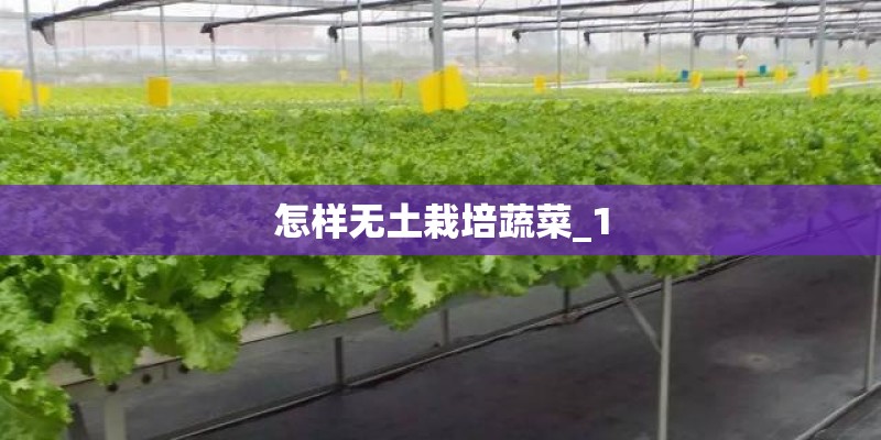 怎样无土栽培蔬菜_1