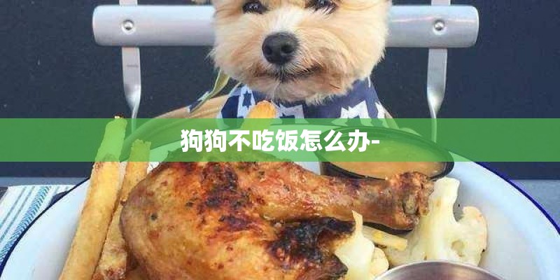 狗狗不吃饭怎么办-