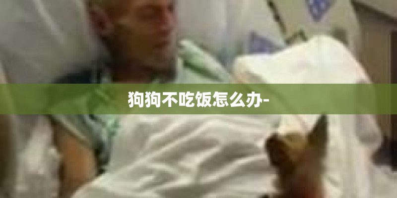 狗狗不吃饭怎么办-
