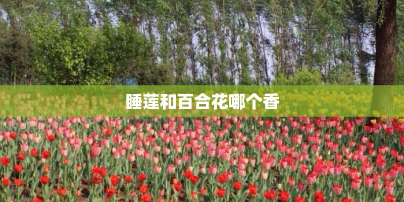 睡莲和百合花哪个香