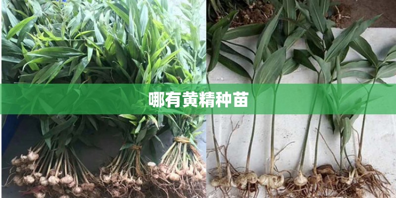 哪有黄精种苗