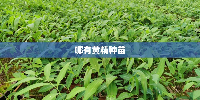 哪有黄精种苗