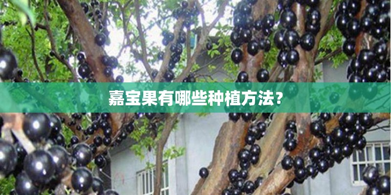 嘉宝果有哪些种植方法？