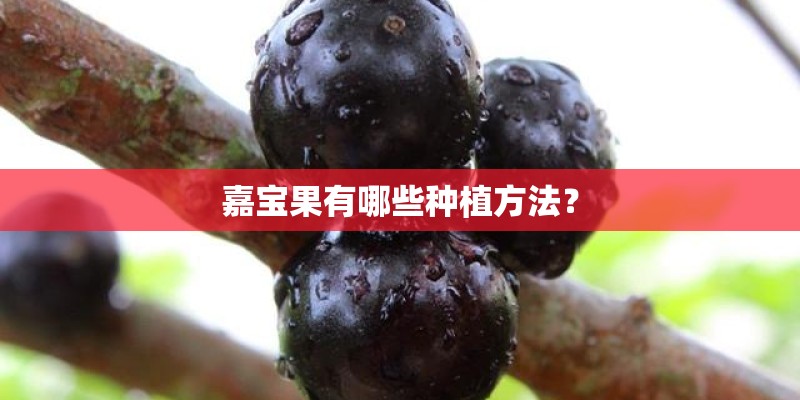 嘉宝果有哪些种植方法？