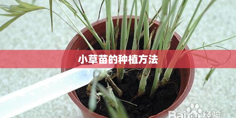 小草苗的种植方法
