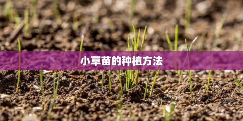 小草苗的种植方法
