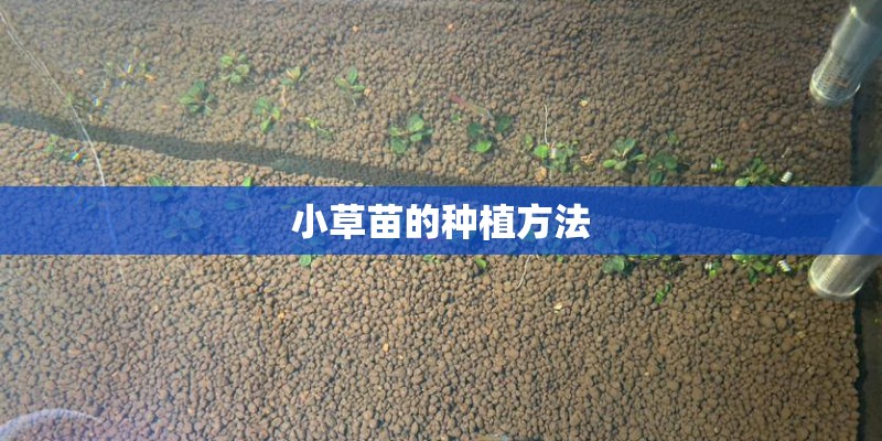小草苗的种植方法