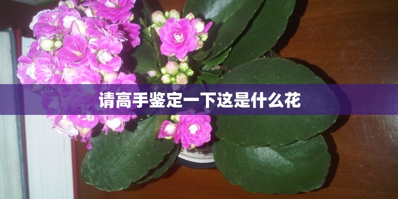 请高手鉴定一下这是什么花