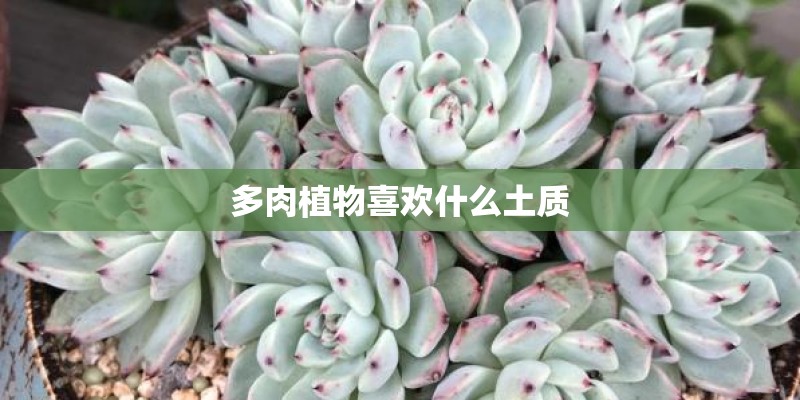 多肉植物喜欢什么土质