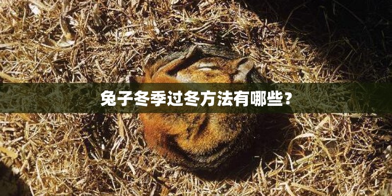 兔子冬季过冬方法有哪些？