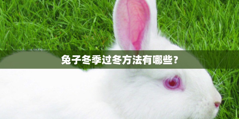 兔子冬季过冬方法有哪些？