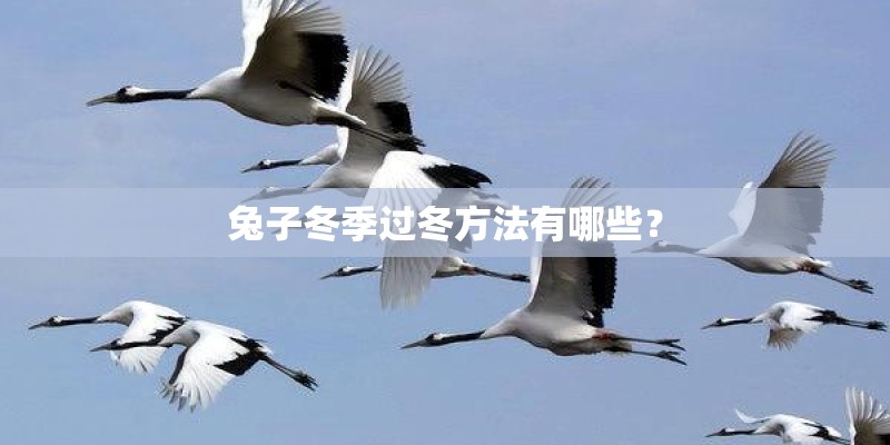 兔子冬季过冬方法有哪些？