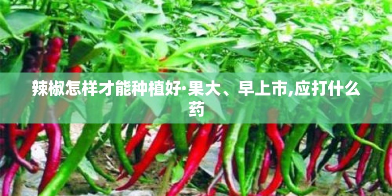 辣椒怎样才能种植好·果大、早上市,应打什么药